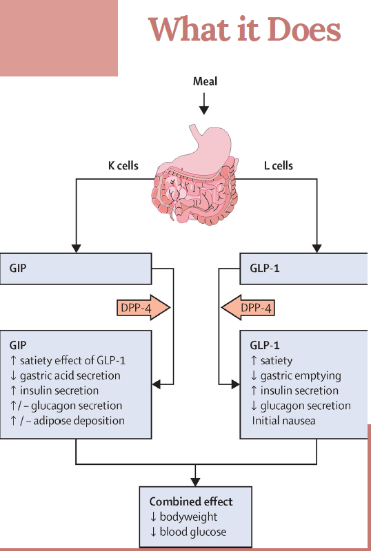 What it Does: meal signals through K cells and L cells to GIP and GLP1, and their combined effect on bodyweight and blood glucose
